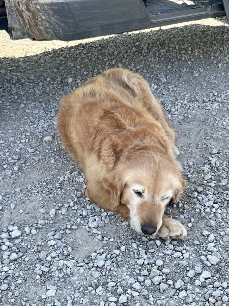 An old golden retriever naps on the shady gravel.