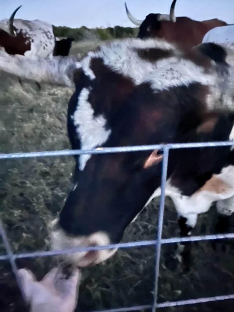 Blurry photo of hand feeding longhorn cattle through a wire fence/
