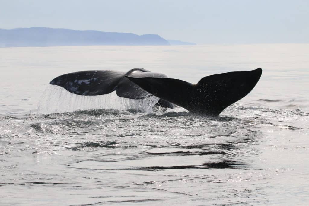 Two gray whale tails on the surface of the ocean near the Oregon Coast.