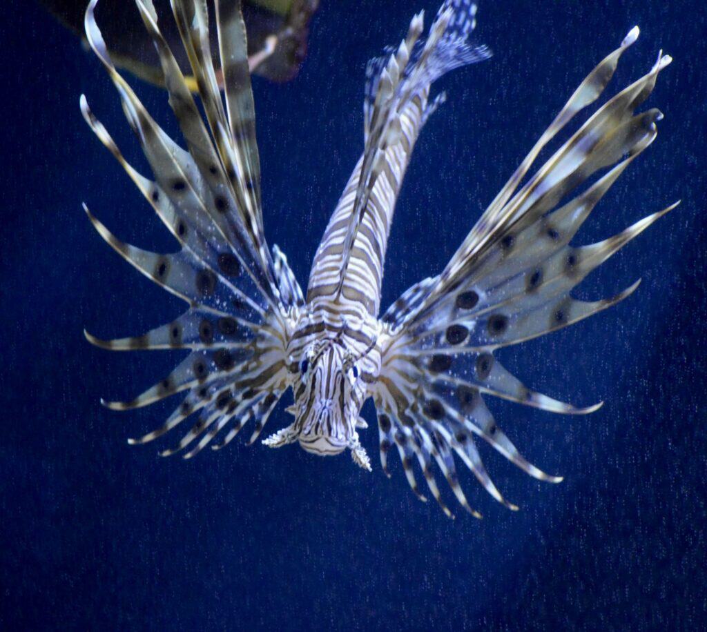 Lionfish inside a tank at the Oregon Coast Aquarium.