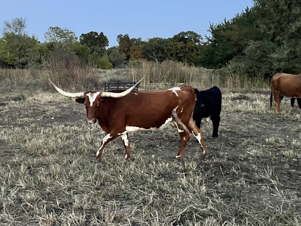 Longhorn cattle in the pasture.