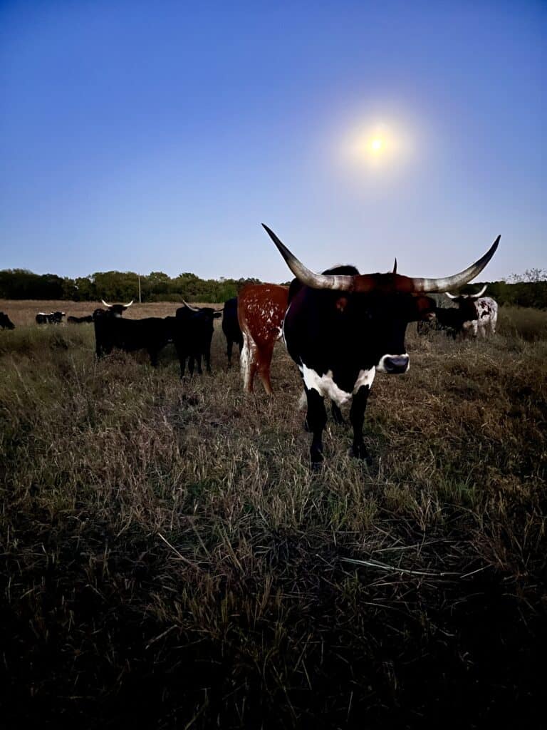 Longhorn cattle in pasture with moon rising behind.