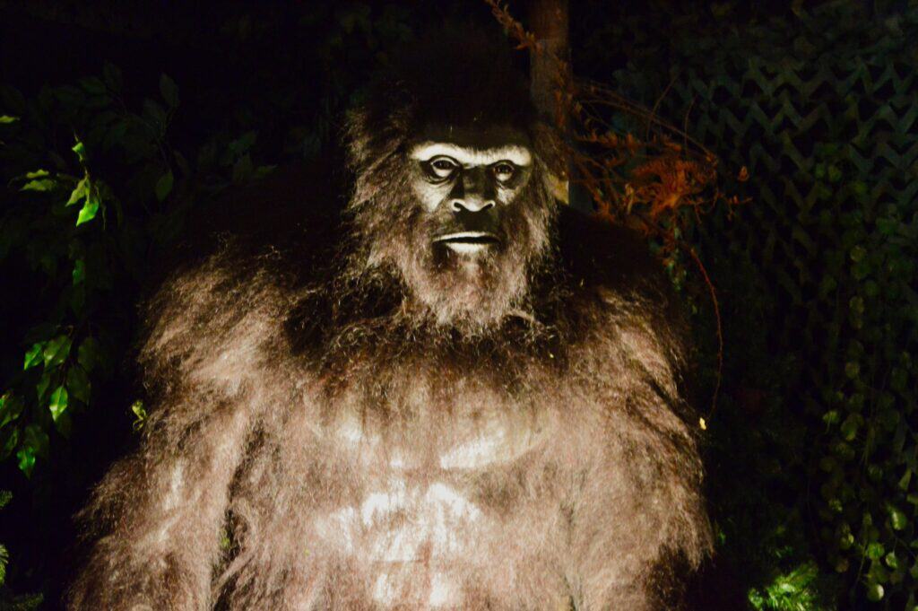 Face to face with Murphy the Bigfoot.