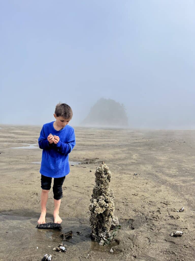 My son examines a barnacle-covered tree stump on a misty day at Neskowin Ghost Forest.