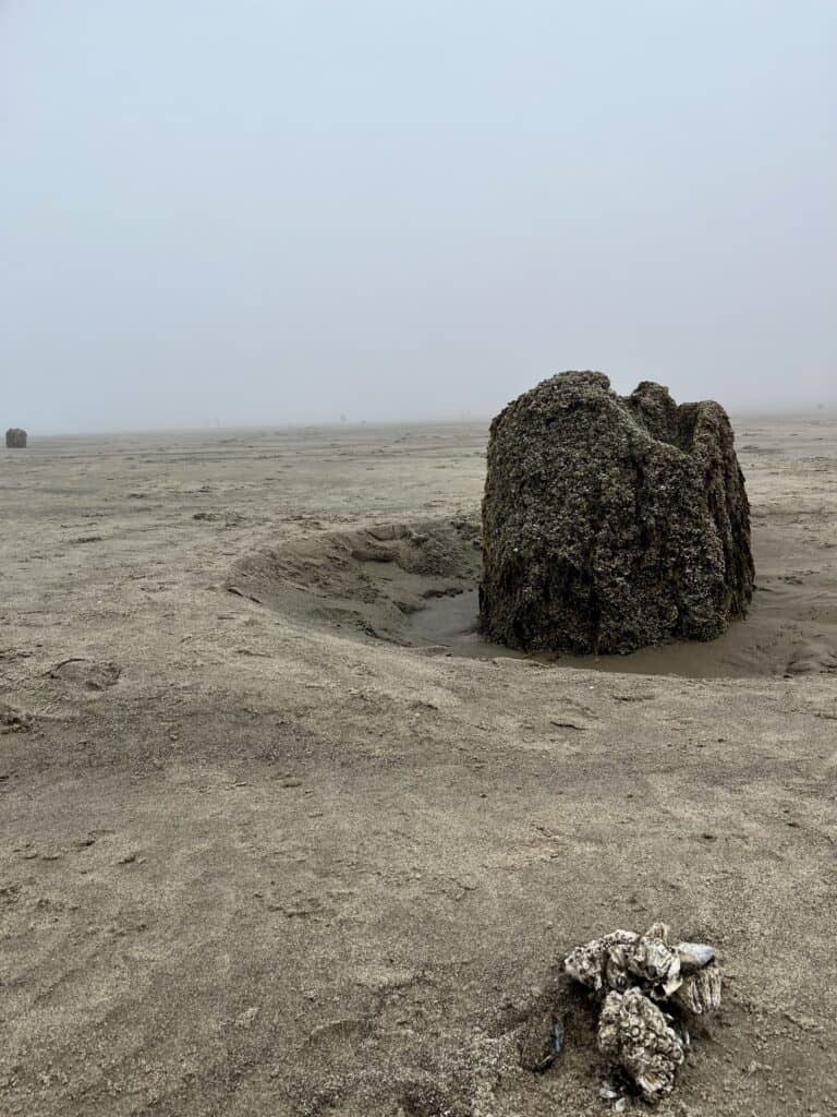 A large barnacle-covered stump stands among the sand at the Neskowin Ghost Forest.