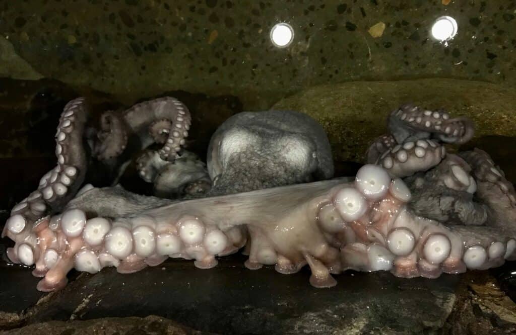 A silver-spotted octopus sits in an tank at the Seaside Aquarium.