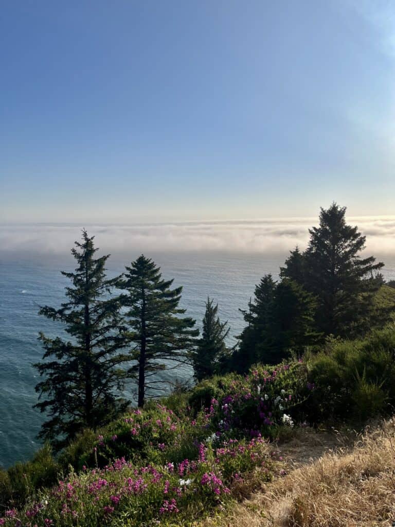 The high viewpoint at Oswald West State Park brings you above the clouds! Pines and Wild Sweet Pea grow on a bluff towering over the marine layer and the ocean waves.