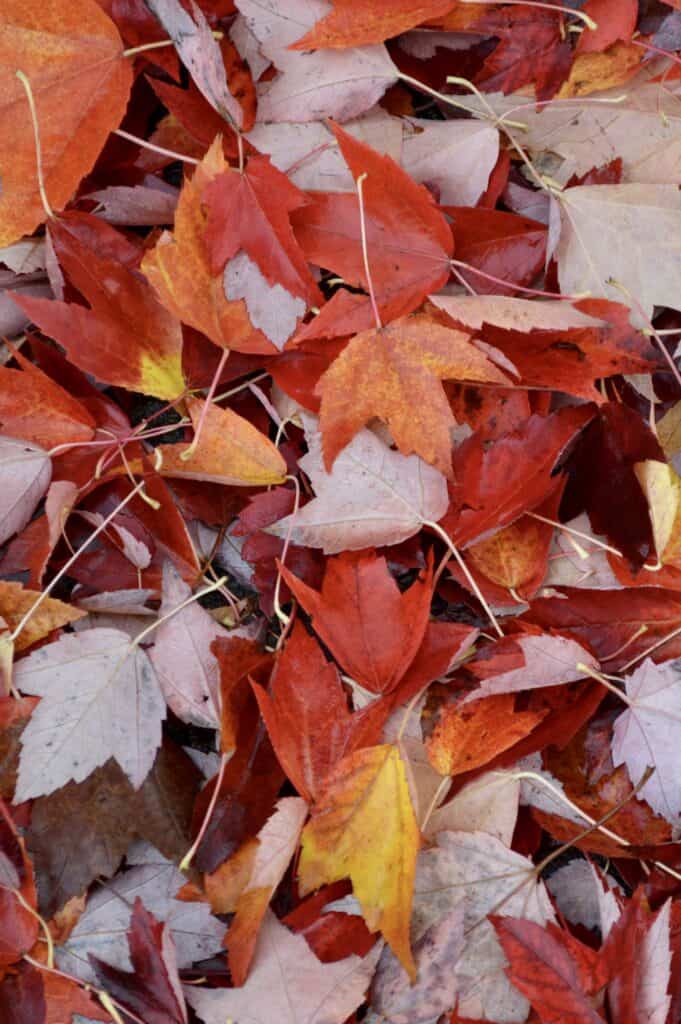 fall leaves scattered on the ground