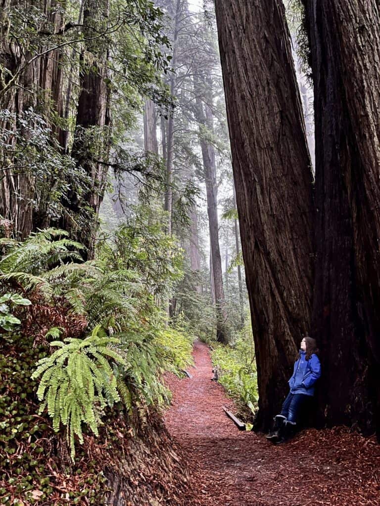 Our daughter looks up among the redwoods while leaning against a tall redwood tree.
