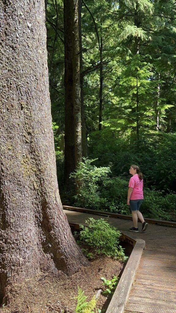 Our daughter looks up an enormous old-growth tree while walking along the Big Tree Trail in Rockaway Beach.