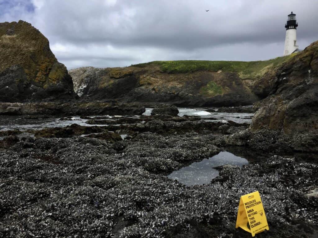 Tidepools at the base of Yaquina Head.
