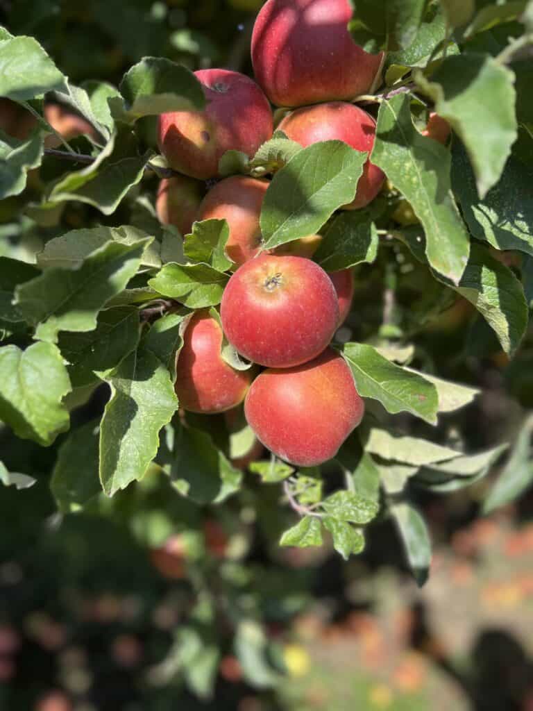 Apples on tree