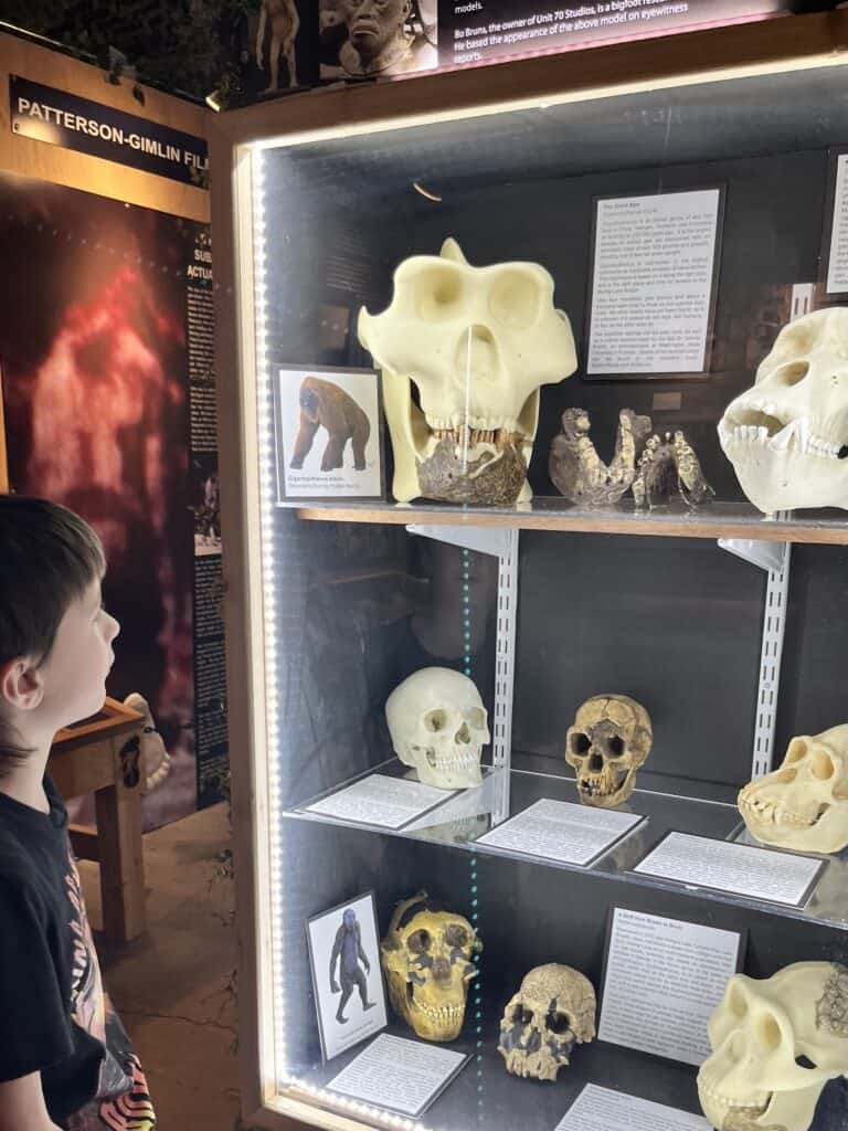 Possible Bigfoot skulls on display.