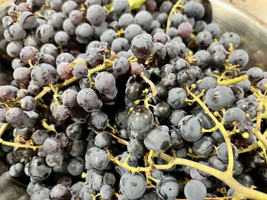 Purple grapes in bowl