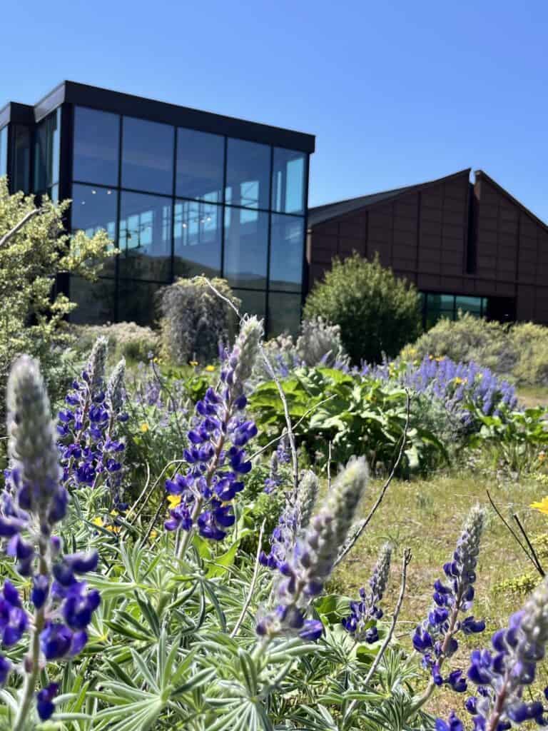 Wild Lupin and other flowers behind the Columbia Gorge Discovery Center in The Dalles.