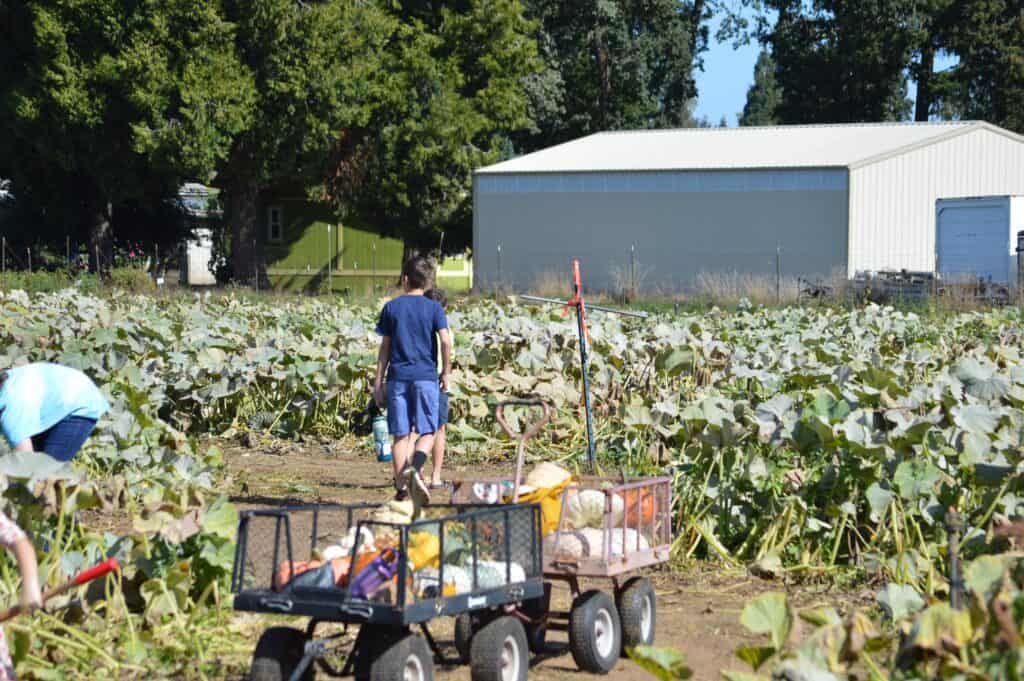 Our son wanders through the pumpkin field looking for the perfect pumpkin.