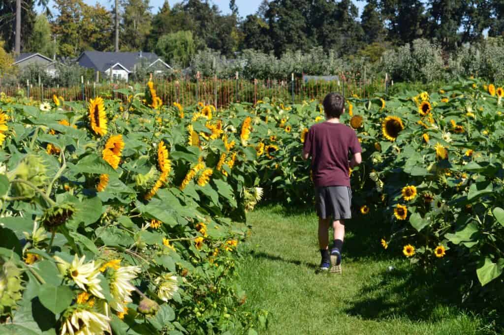 Our son in the sunflower maze.