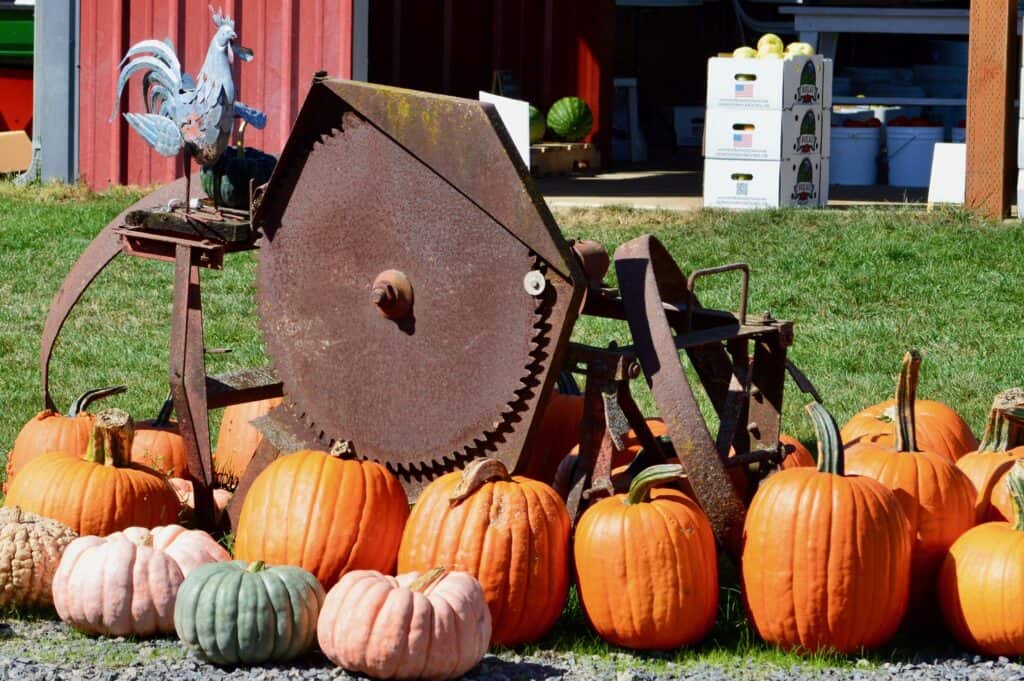 Rusty farm equipment surrounded by pumpkins