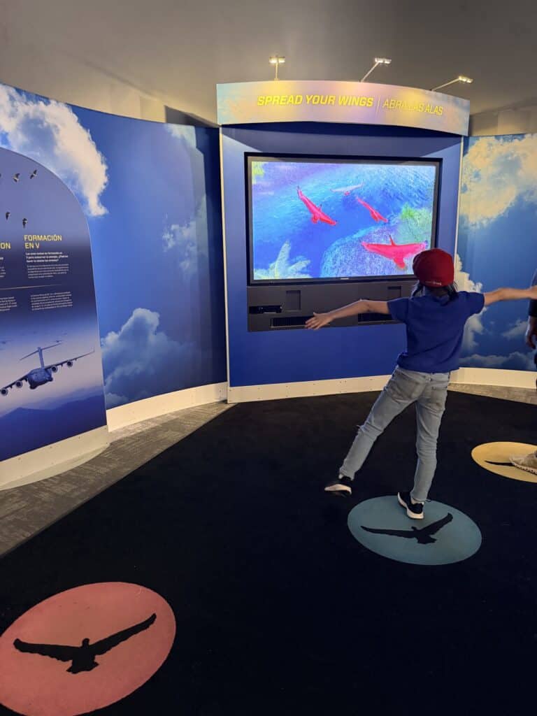 An interactive flight exhibit allowed my son to copy flight movements of birds and see them respond to his movements.
