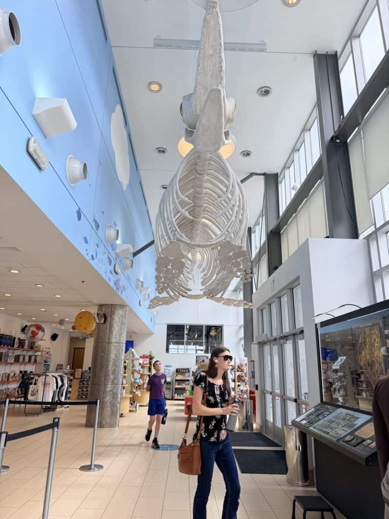 Inside the front lobby of The Discovery, our son looks up at the giant sea creature model skeleton.